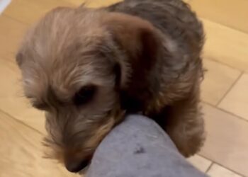 Sonia Bruganelli mostra le coccole davvero invadenti del suo cucciolo Beppe