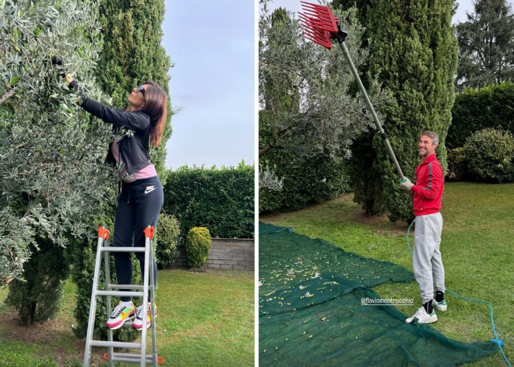 Flavio Montrucchio e Alessia Mancini raccolgono le olive della loro terra Flavio Montrucchio e Alessia Mancini raccolgono le olive della loro terra