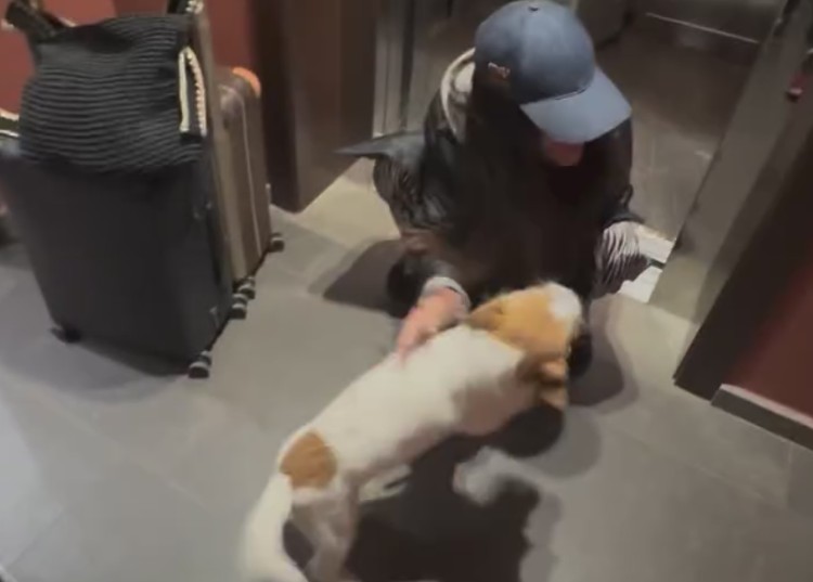 Cecilia Rodriguez e Ignazio Moser riabbracciano i cani dopo la luna di miele Cecilia Rodriguez e Ignazio Moser riabbracciano i cani dopo la luna di miele