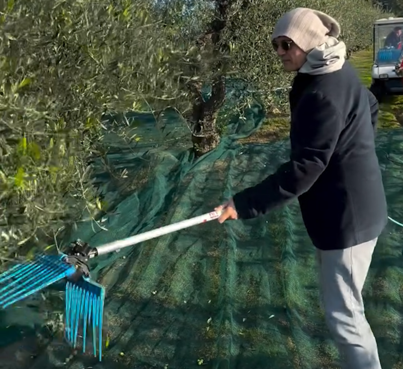 Alfonso Signorini raccoglie le olive in campagna Alfonso Signorini raccoglie le olive in campagna