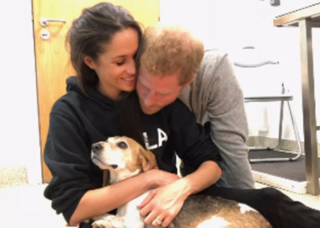 ''Ho pianto troppe lacrime per contarle'': Meghan Markle annuncia la morte del suo amato cane ''Ho pianto troppe lacrime per contarle'': Meghan Markle annuncia la morte del suo amato cane