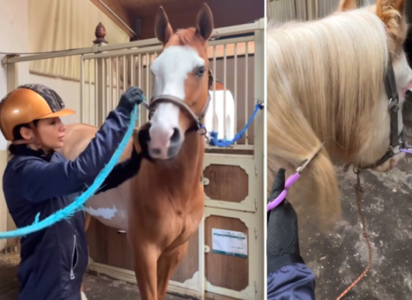 Elettra Lamborghini taglia la criniera al suo cavallo Elettra Lamborghini taglia la criniera al suo cavallo