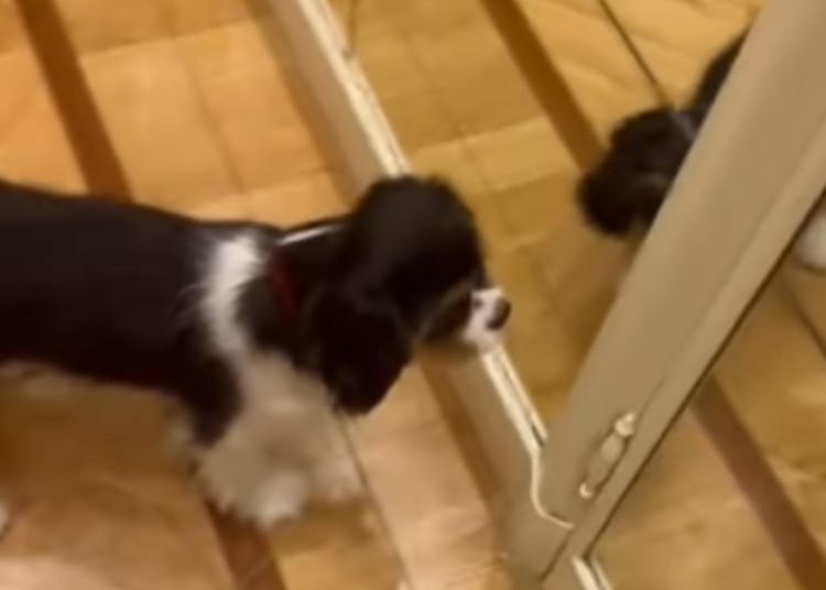 Mara Venier regala un cane al marito Nicola Carraro Mara Venier regala un cane al marito Nicola Carraro