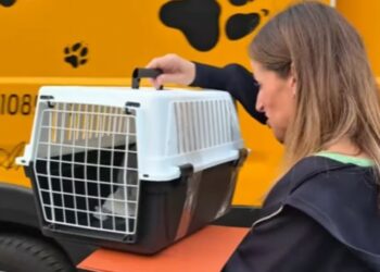Clio Zammatteo ha adottato un gattino tramite una staffetta di volontari