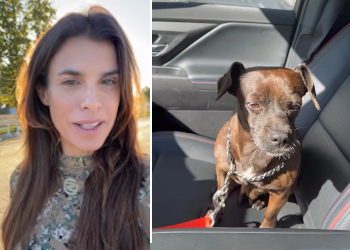 Elisabetta Canalis ha salvato un cane randagio molto malato