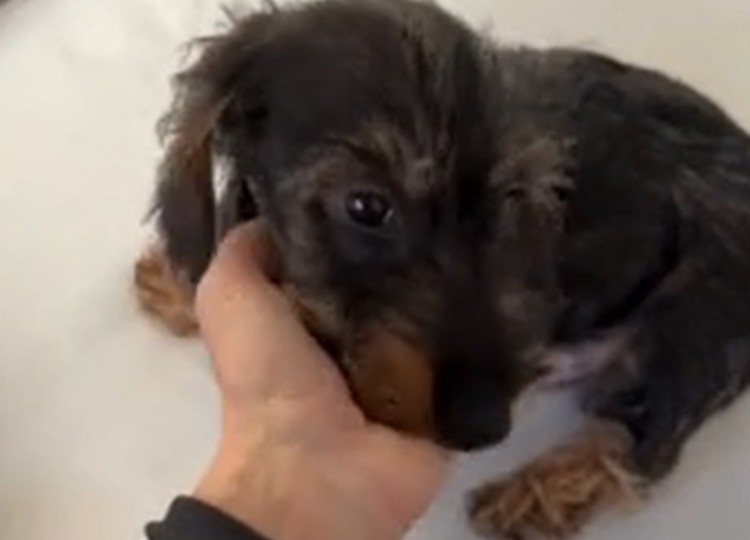 Katia Pedrotti pazza del nuovo cucciolo Anacleto Katia Pedrotti pazza del nuovo cucciolo Anacleto